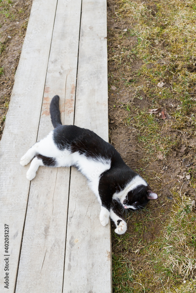 Home black and white cat walks in the yard in the spring Home black and white cat walks in the yard in the spring