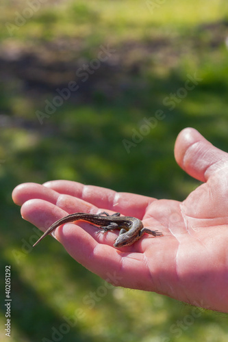 Green lizard in a man's hand in the summer on the stree