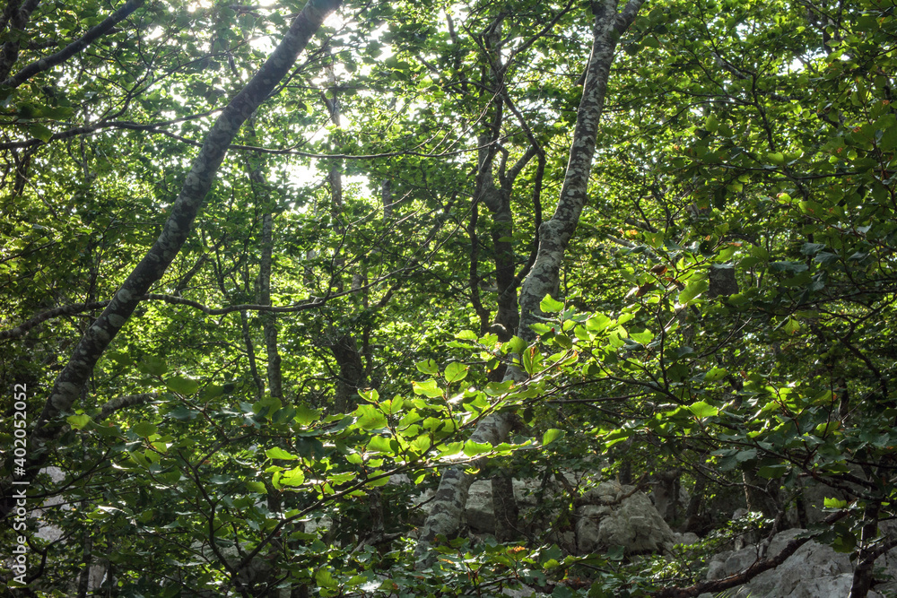 Velebit national park forest and rocks. Velebit national park forest and rocks.