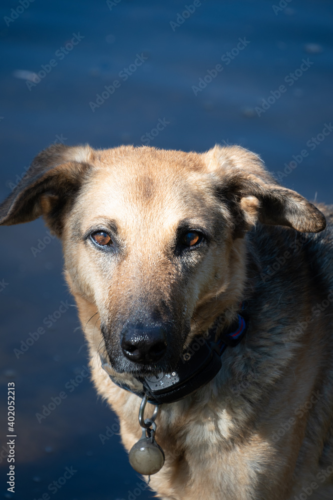 portrait of a rescue dog portrait of a rescue dog