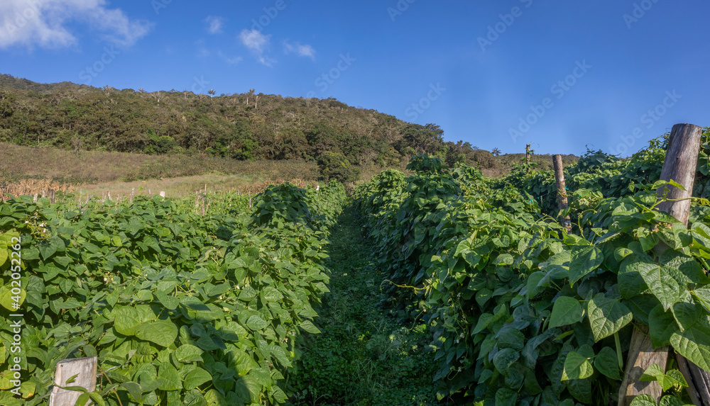 Photograph of a bean crop, with a background of the Andes mountains in the Valle del Cauca Colombia.