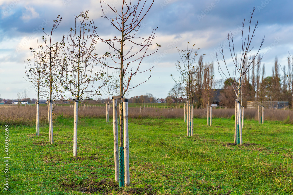 Planting young trees to grow a new forest