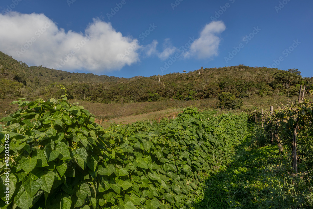 Photograph of a bean crop, with a background of the Andes mountains in the Valle del Cauca Colombia.