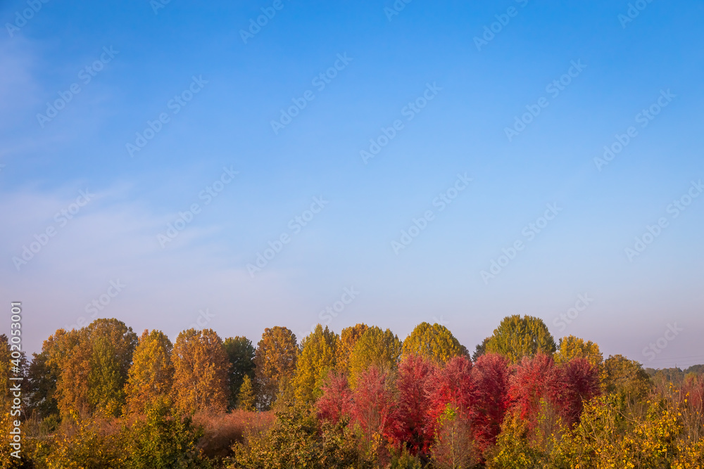 Fototapeta premium Fall season with blue sky and amazing day light