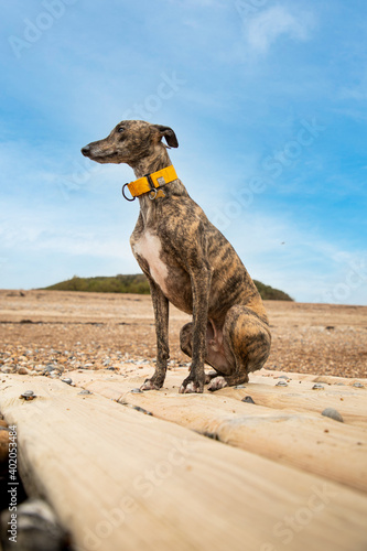 Frankie the brindle lurcher crossbreed relaxing on goring beach. A lurcher is a type of sighthound which is cross between a greyhound or whippet and another breed of dog. photo