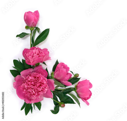 Pink peonies on a white background with space for text. Top view, flat lay