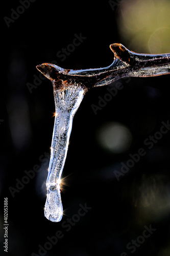 Beauty in nature. Extreme closeup (macro) of single sparkling icicle hanging from tip of tree branch encased in ice. © Jerrry G
