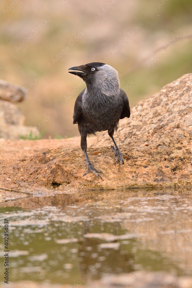 Western jackdaw drinking water in a pond. Western jackdaw drinking water in a pond.