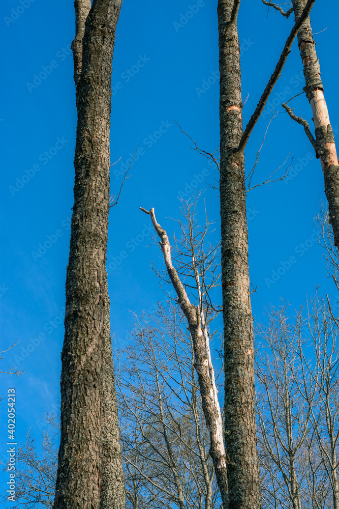 Dead trees on blue sky background