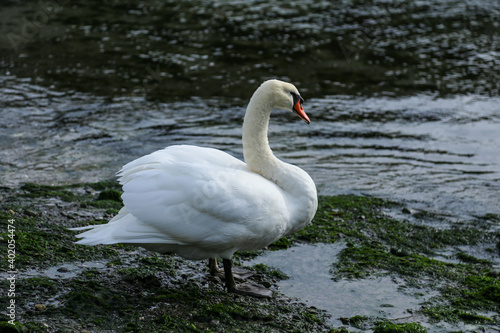 Swan in the little bay