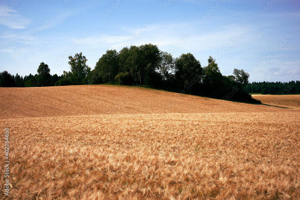 field of barley and sky
