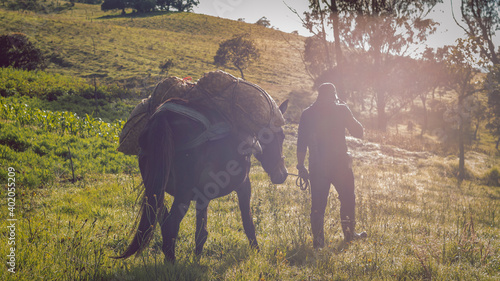 Image of work with mules in the rural sector of Colombia. photo