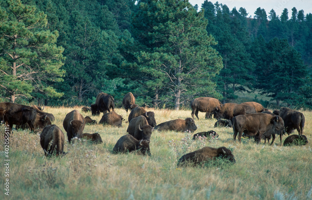Buffalo herd on prairie in Custer State Park Buffalo herd on prairie in Custer State Park