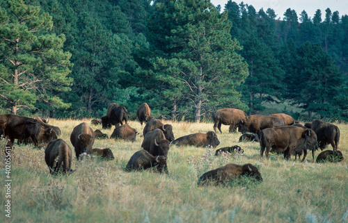 Buffalo herd on prairie in Custer State Park