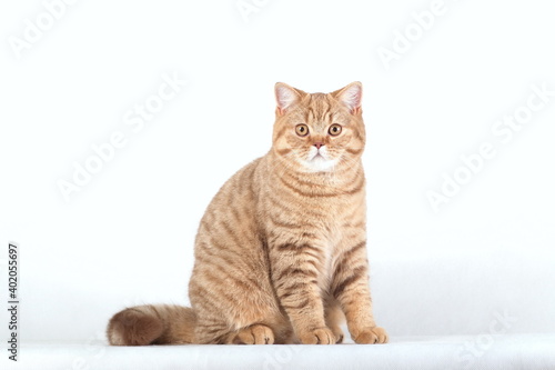 Red british cat sitting sideways on white background © katamount