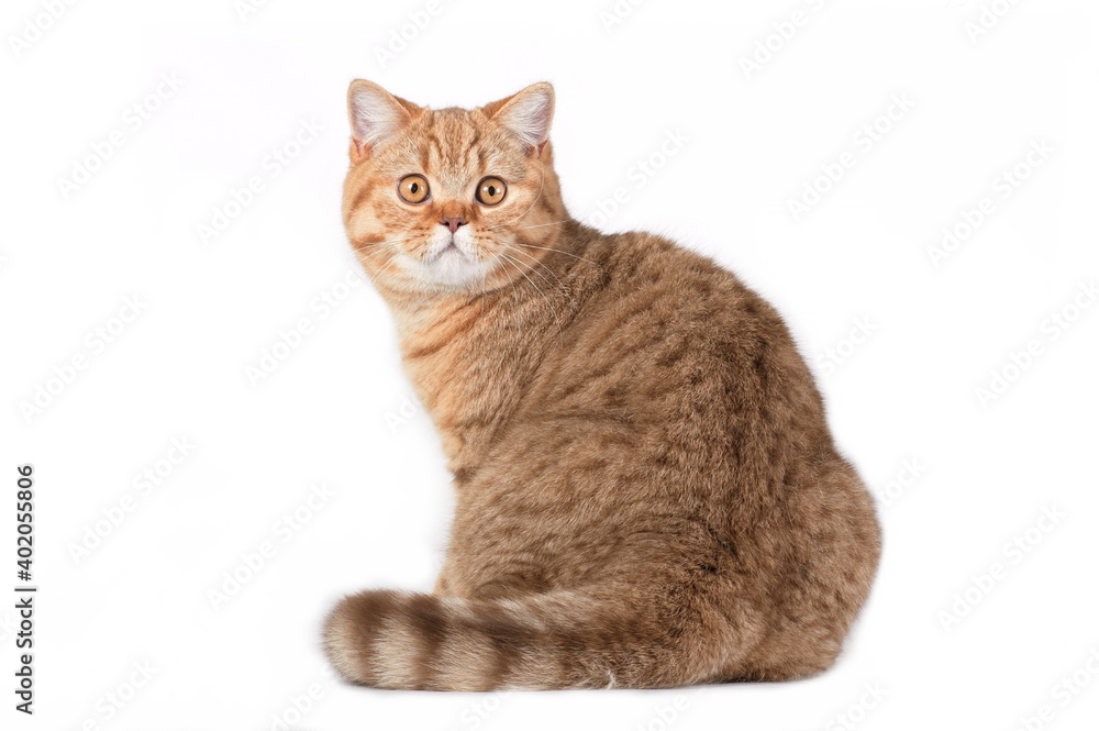Red british cat sitting and turning backwards on white background