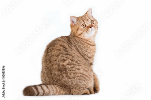 Red british cat looking back on white background