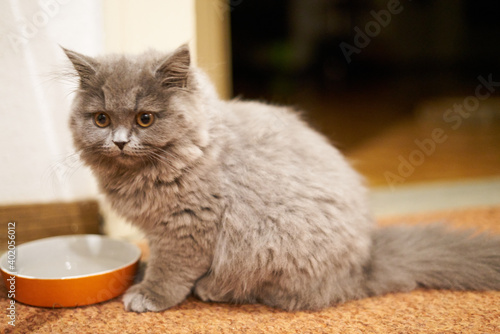 Obraz na plátně little gray grey kitten drinken out of a bowl