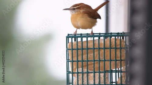 One orange brown carolina wren house bird perching hanging on suet cake feeder cage attached to window in Virginia eating with beak
