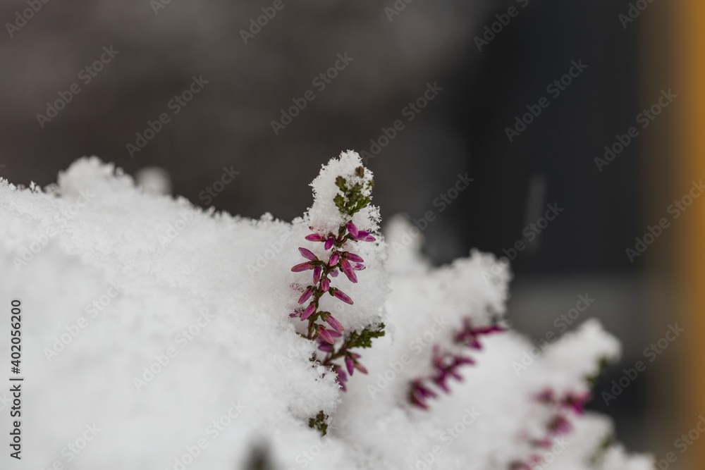 Close up macro view of snow covered flowers. Beautiful winter scape view.