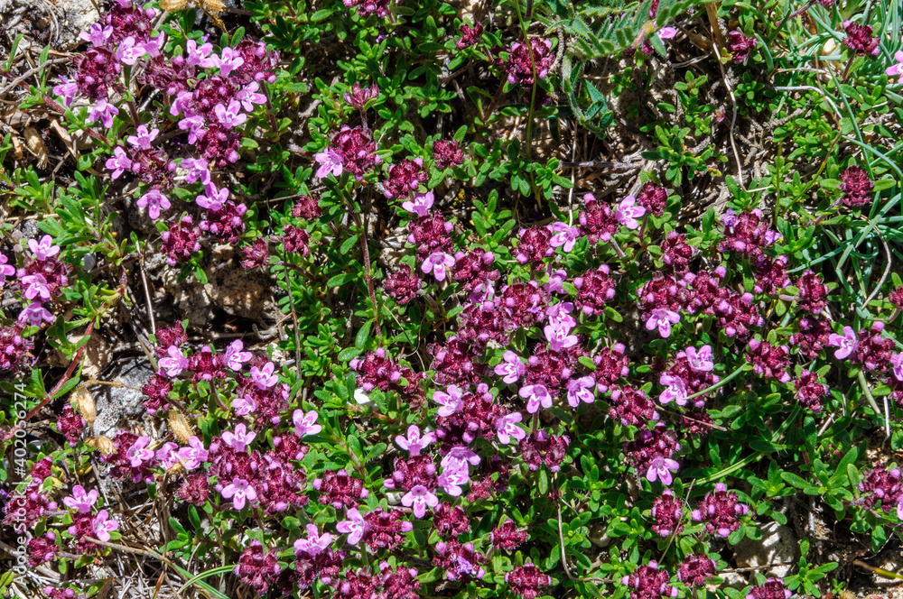 Wild thyme blooms in the meadow.