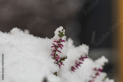 Close up macro view of snow covered flowers. Beautiful winter scape view.