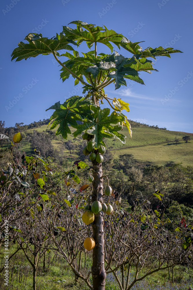 Fototapeta premium Image of a mountain papaya crop, with many ripe fruits ready to be harvested in the Colombian Andes in Valle del Cauca Colombia