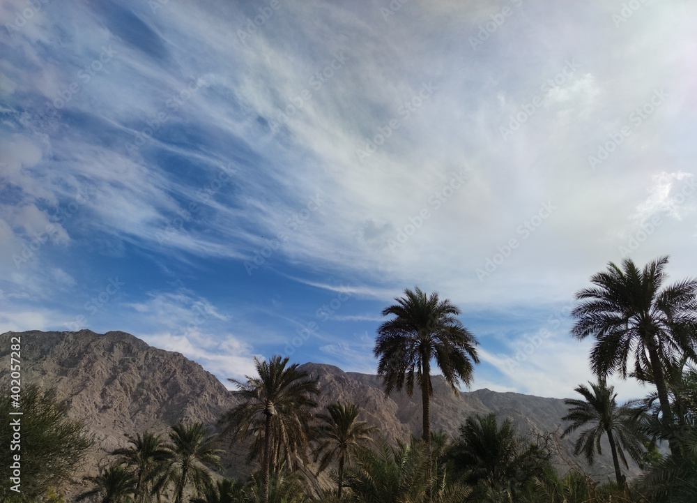 palm trees with blue sky and mountains background in Ras- al-Khaimah united Arab emirates 