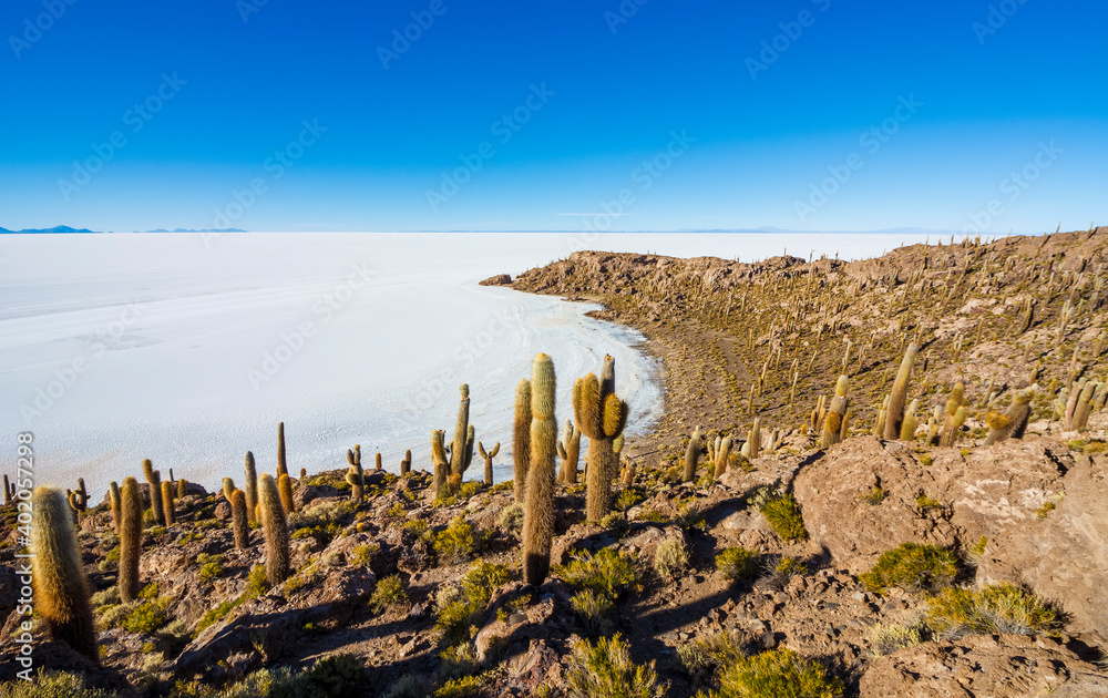 Big cactus on Incahuasi island, salt flat Salar de Uyuni, Altiplano, Bolivia