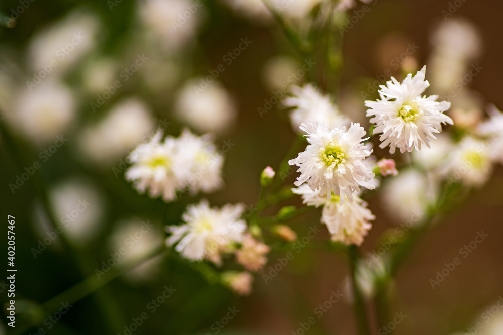 Flower heads of the catchfly, Lychnis flos-cuculi , shallow depth of field, selektive focus Flower heads of the catchfly, Lychnis flos-cuculi , shallow depth of field, selektive focus