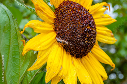 Bright sunflower flower with a bee against a background of slightly blurred greens of bushes and trees on a warm sunny day of early autumn