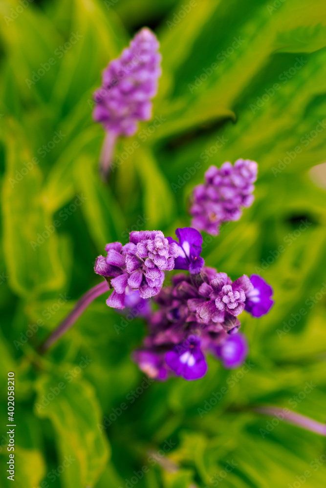 Purple flowers against a blurred green background, shallow depth of field, selective focus Purple flowers against a blurred green background, shallow depth of field, selective focus