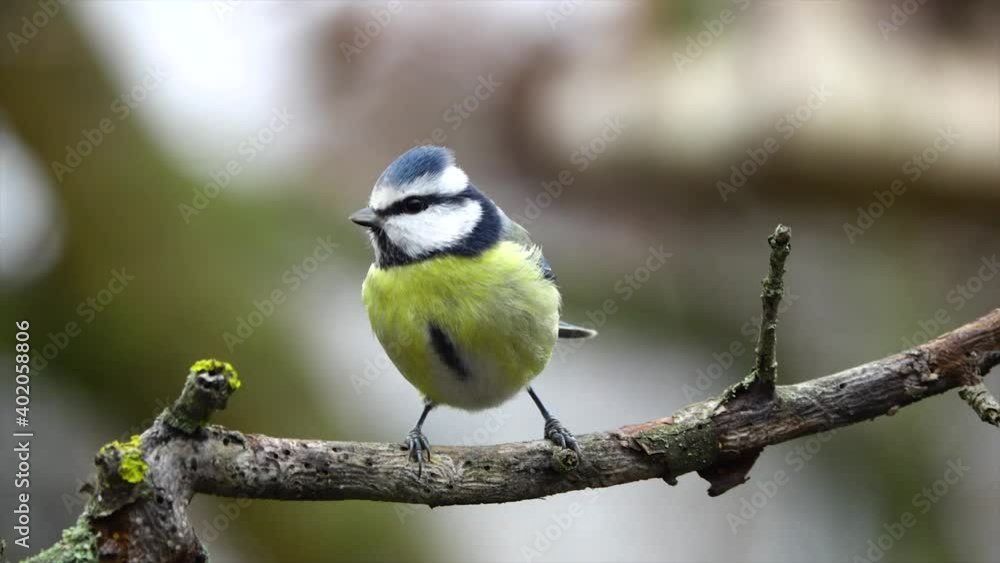 Bird great tit (Parus caeruleus) sitting on the branch and fly away. Bird great tit (Parus caeruleus) sitting on the branch and fly away.