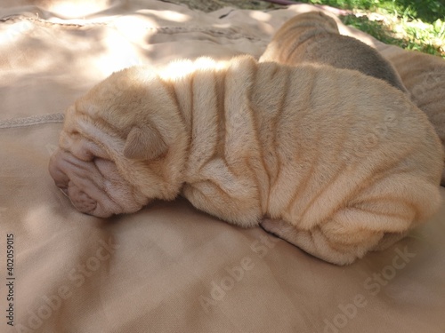 Fotografie shar pei cachorros