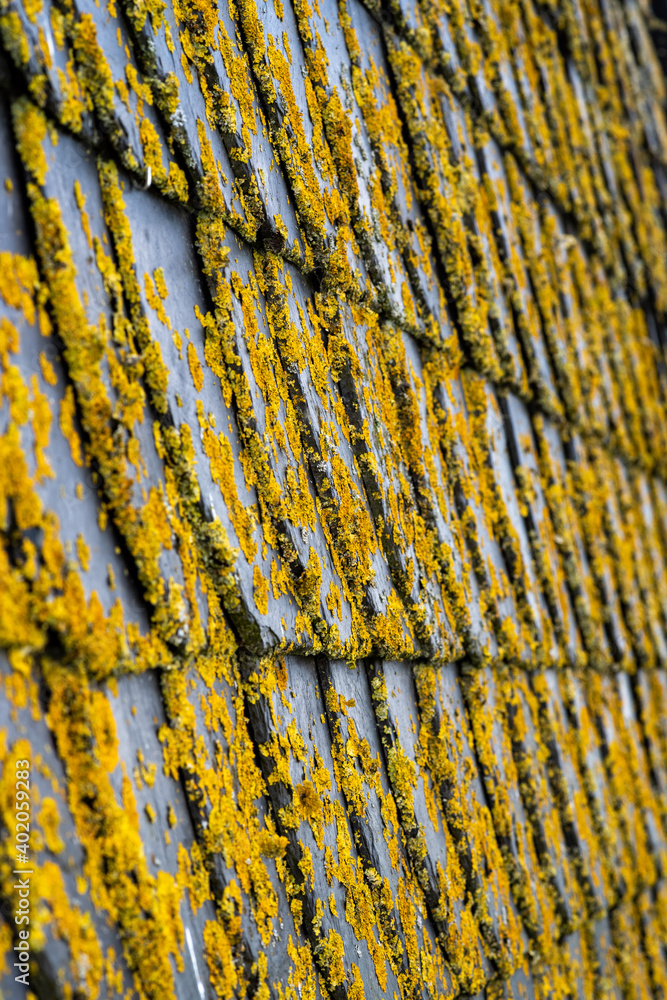 Obraz premium Slate shingle covered with yellow lichen, shallow depth of field, selective focus