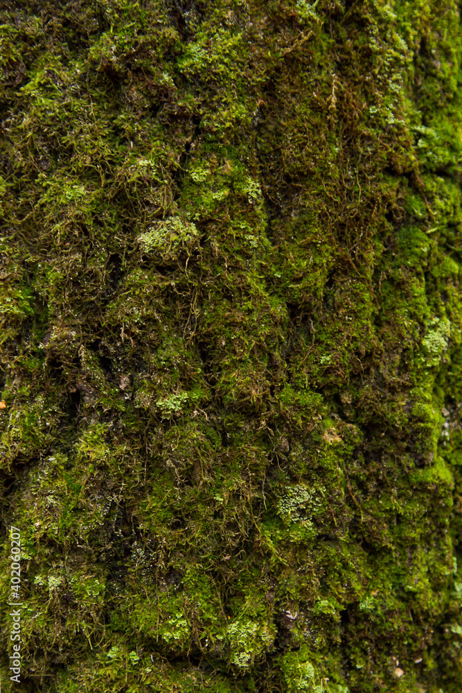 Old cracked tree bark with green moss and lichen close up. Abstract nature background texture Old cracked tree bark with green moss and lichen close up. Abstract nature background texture
