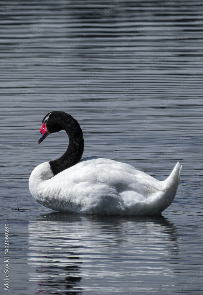 Fototapeta premium Cisne