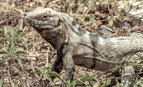 Iguana From Baja