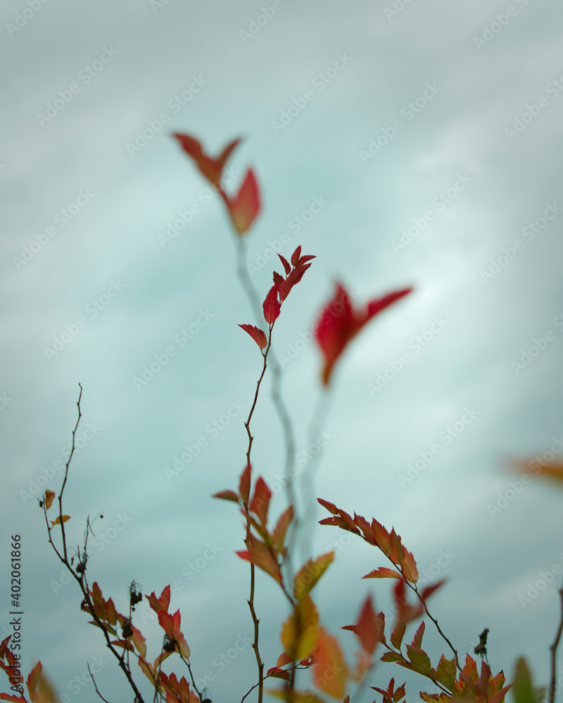 Colourful leaves against a cloudy sky in fall Colourful leaves against a cloudy sky in fall