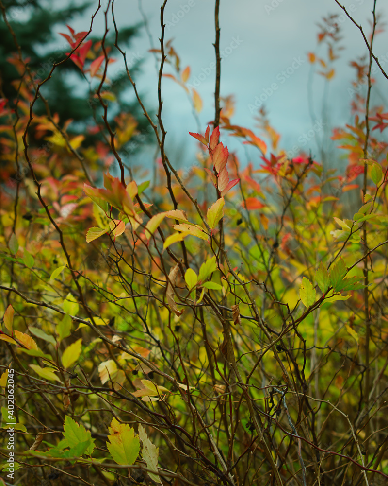 Colourful leaves against a cloudy sky in fall Colourful leaves against a cloudy sky in fall