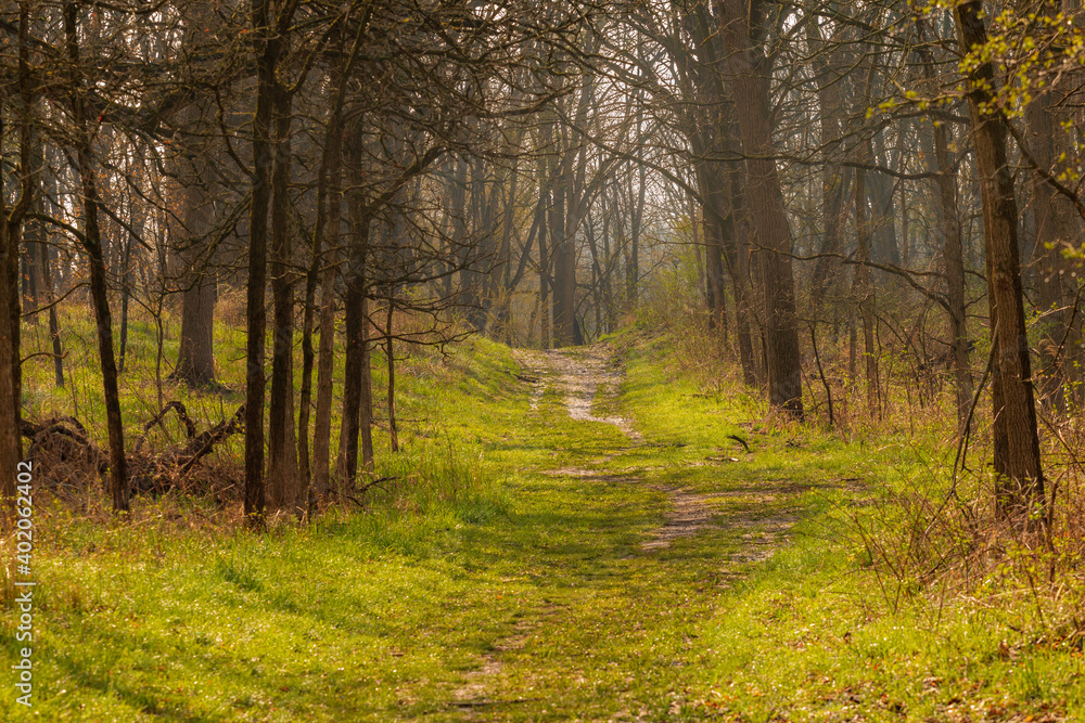 A forest road on a sunny May day