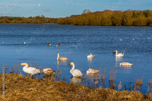 Swans beside the shore on Pitsford Reservoir, UK on a sunny day photo