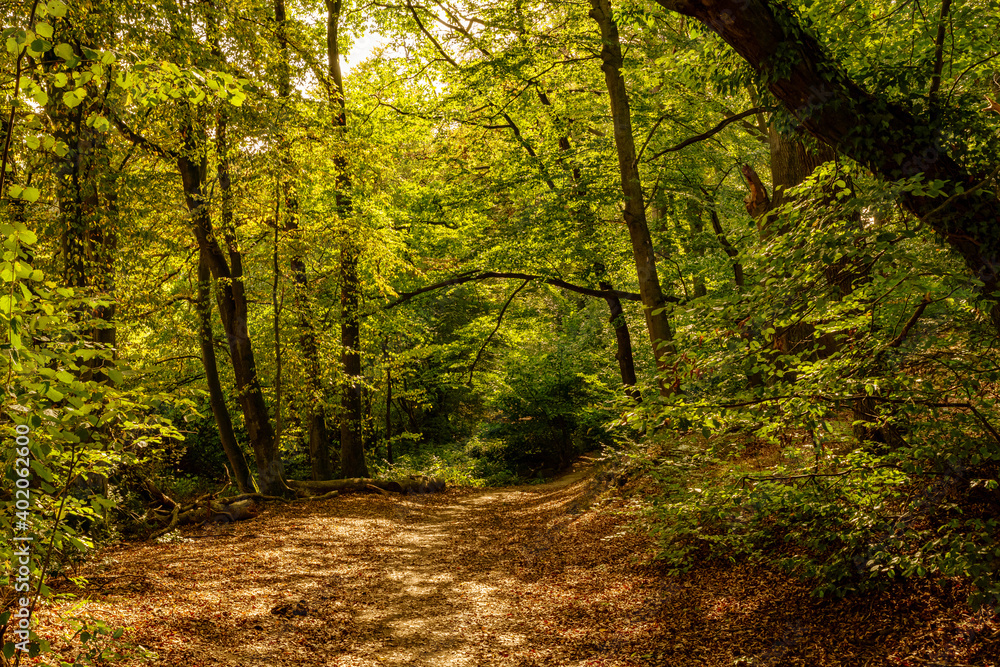 Obraz premium Walk through the sun-drenched forest