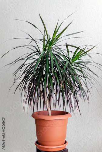 small dwarf palm in a pot photo