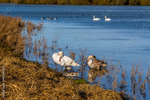 Swans preening themselves by the shore of Pitsford Reservoir, UK on a sunny day photo