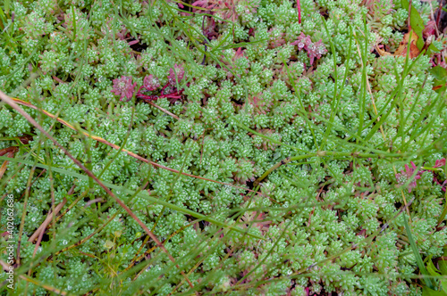 A small meadow overgrown with moss that looks like an exotic plant, with drops of dew and slightly blurred at the edges