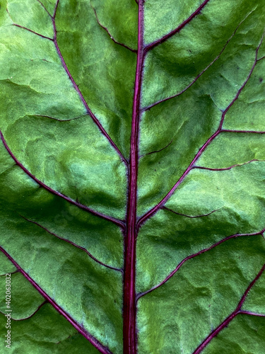 Beetroot green leaf Зеленый лист свеклы