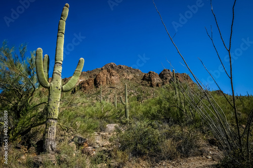 Saguaro Cactus in Saguaro National Park near Tucson AZ