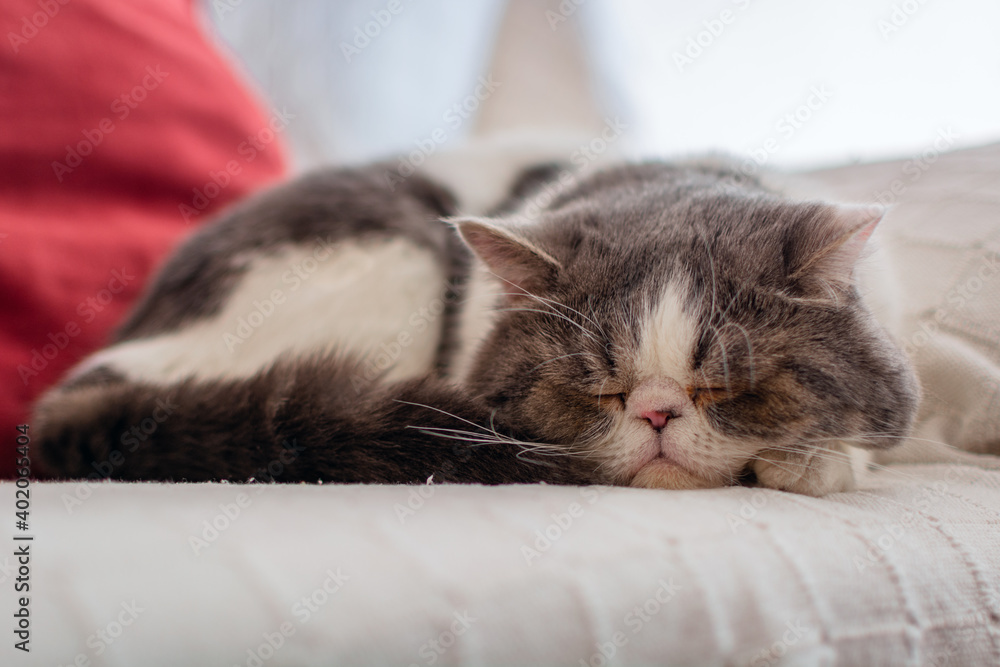 Gato exótico durmiendo en el sofá