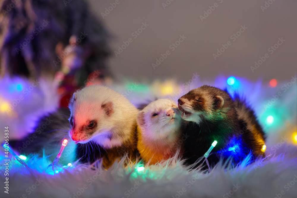 Studio portrait of adult ferrets in christmas style with led lights